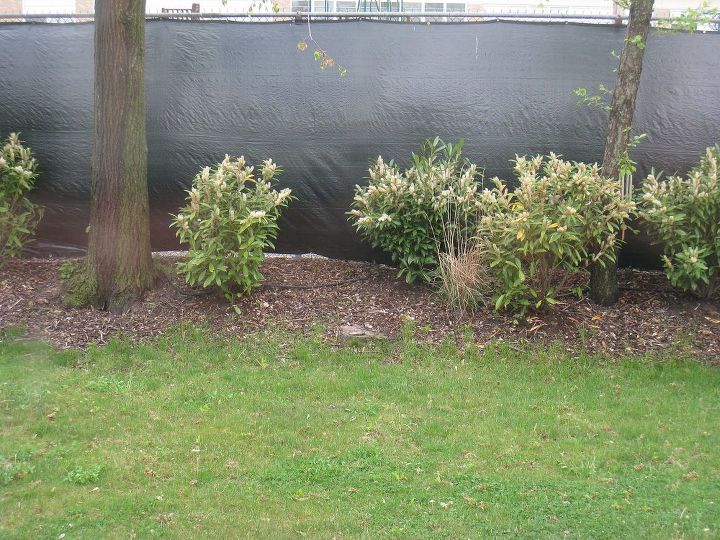 do laurel bushes prefer sun or shade, gardening, This is an earlier photo of my laurels a few of them are a lot more thinner now