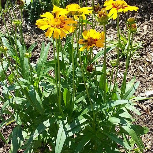 my garden bed is filling in nicely, gardening, Corey Coreopsis