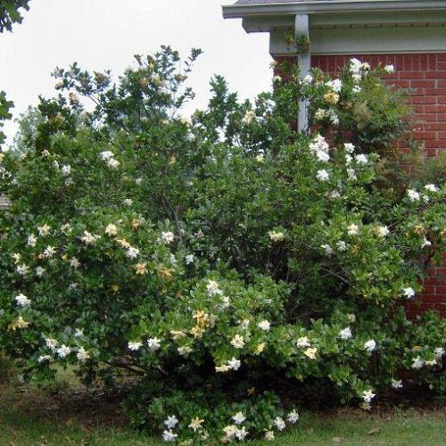 q gardenia, gardening