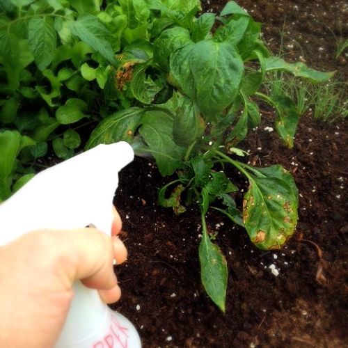 spray de pimenta para o jardim uma alternativa natural aos inseticidas, Por fim pulverize uma rea de teste antes de pulverizar toda a planta Vamos mant lo informado de como funciona