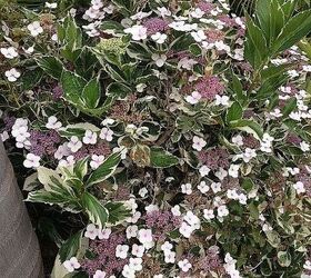 lace cap hydrangea, flowers, gardening, hydrangea