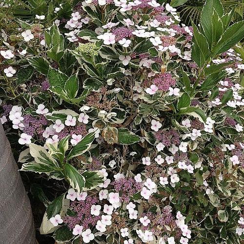 lace cap hydrangea, flowers, gardening, hydrangea