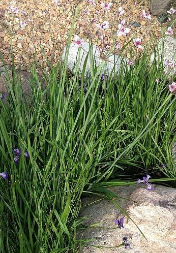 marginal aquatic plants, flowers, gardening, ponds water features, Pink Flowering Rush with an iris