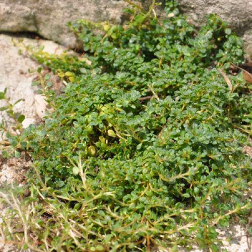 got cracks fill em, Close up of Creeping Thyme When you step on it a lovely scent is released