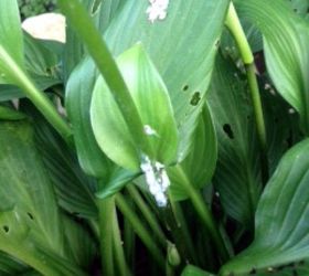 white bugs on my hostas, flowers, gardening, pest control, Little white bugs on my hostas Help