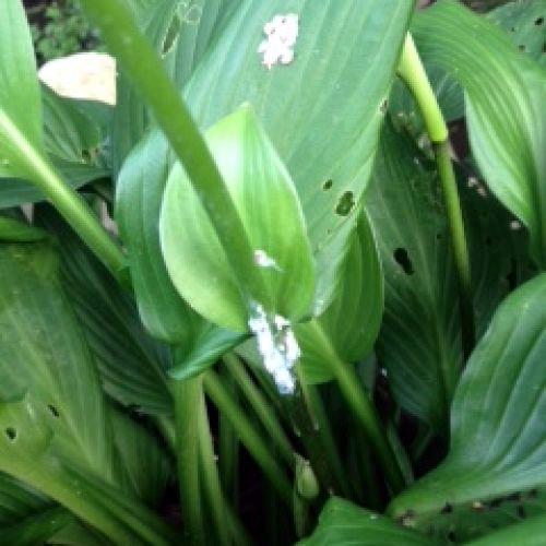 white bugs on my hostas, flowers, gardening, pest control, Little white bugs on my hostas Help