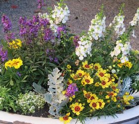container garden in a vintage enamelware tub, container gardening, flowers, gardening, repurposing upcycling, Container garden with my favorite garden color combination white purple yellow See for names of the plants used quantity