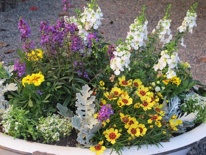 container garden in a vintage enamelware tub, container gardening, flowers, gardening, repurposing upcycling, Container garden with my favorite garden color combination white purple yellow See for names of the plants used quantity