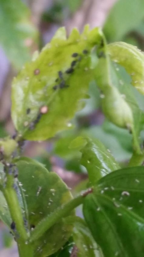 identificacin de insectos y cmo deshacerse de ellos, rbol de hibisco tropical