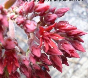 succulent seeds how to collect your own, flowers, gardening, succulents, Rich brick red flowers of Rosularia sempervivoides