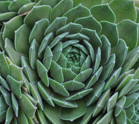 sedums add color to the late summer garden, flowers, gardening, Hens and Chickens Sempervivum Gamma has furry blue green leaves