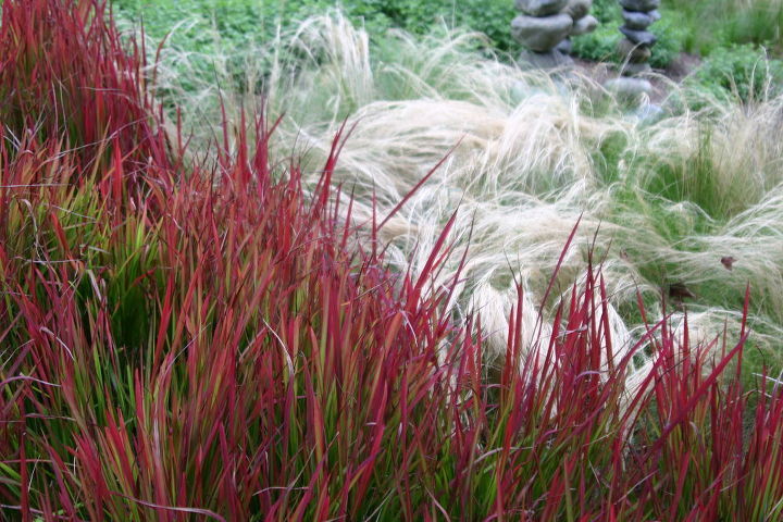 i can t help myself here is another combination of ornamental grasses japanese, gardening, Imperata Red Baron and Mexican Feather grass in background