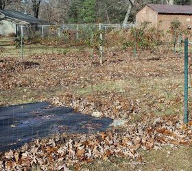 permaculture method garden in process at the small house, gardening, homesteading, landscape, The traditional fenced in vegetable garden Maple leaves are brought in each fall to enrich and amend the soil