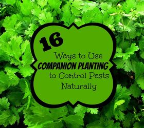 16 Ways to Use Companion Planting to Control Pests Naturally