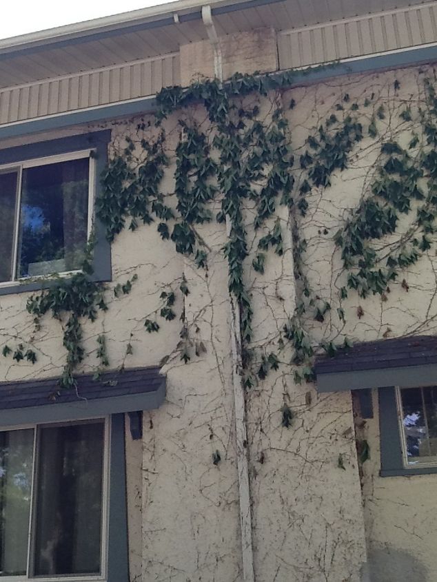 our house built in 1902 multiple moisture problems need fixing, Outside chimney with vine removed Our bedroom window is on left