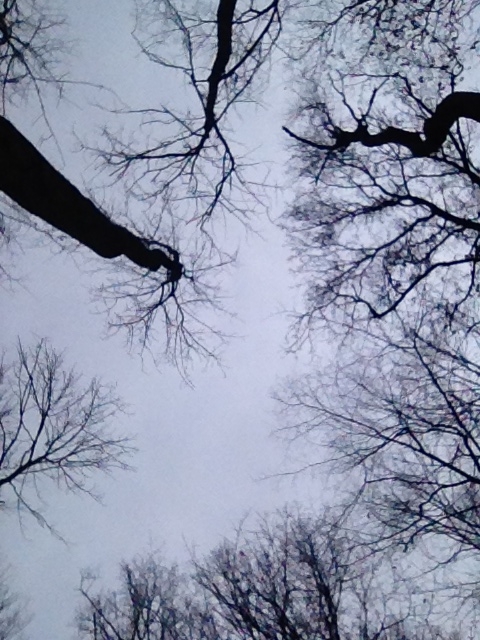 winter walk in the woods, outdoor living, Look up Grey skies this day