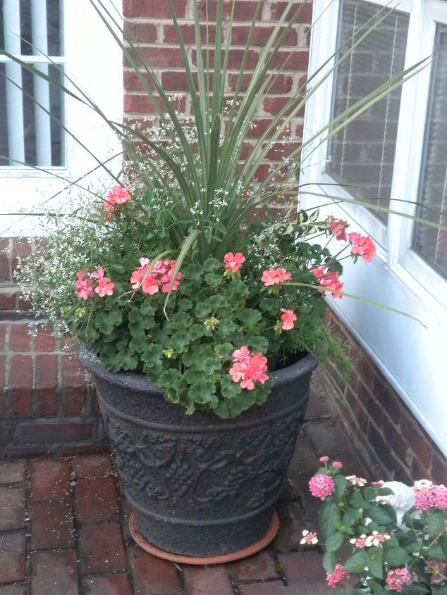 plan now annual flower containers, container gardening, flowers, gardening, Dracaena geraniums diamond frost