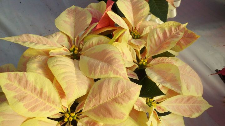 these are just four of the 600 poinsettias in a greenhouse at campbell road nursery, gardening