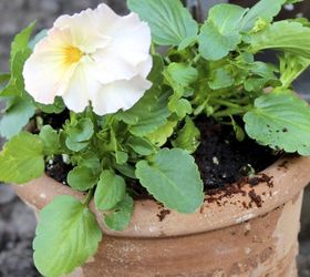 six fabulous spring containers, container gardening, gardening, Even something so simple as an interesting terra cotta pot stuffed with pansies adds some spring charm to your front steps