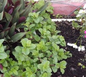 herbs and flowering plants planted all together and doing well, flowers, gardening