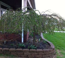 can this weeping cherry tree be pruned