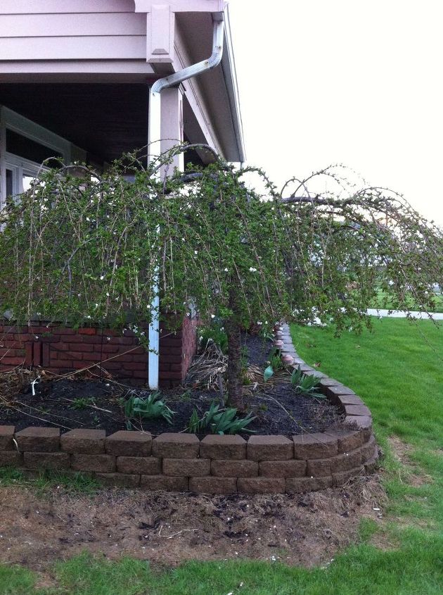 can this weeping cherry tree be pruned