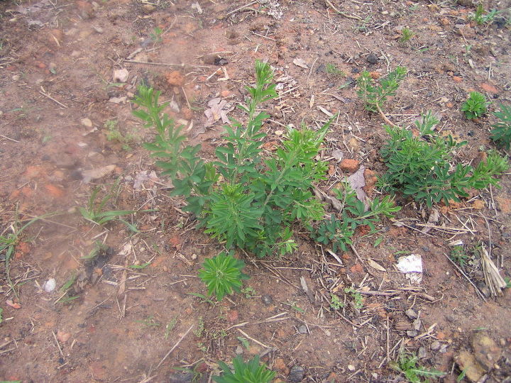 does anyone know what this weed is we just moved into this house in the fall is now, gardening