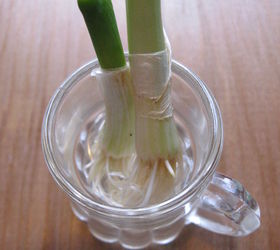 Growing Onions From Scraps