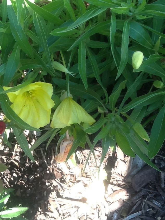 can someone name this yellow flowered plant, flowers, gardening, Mystery flower
