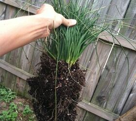 what kind of ornamental grass is this, anyone familiar with this