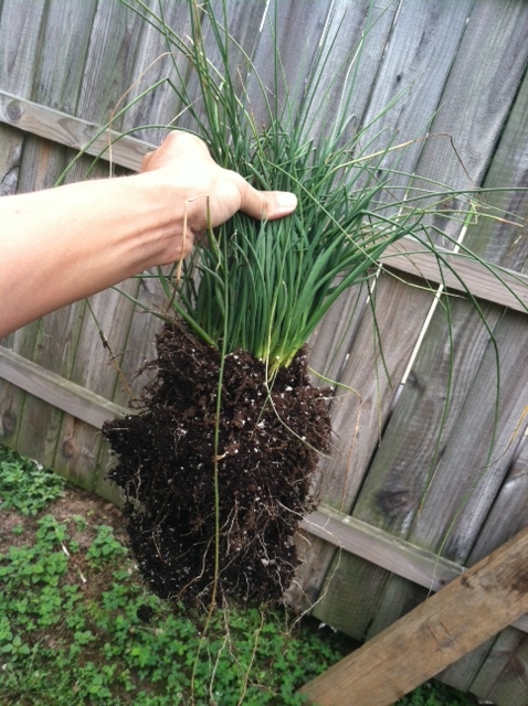 what kind of ornamental grass is this, anyone familiar with this