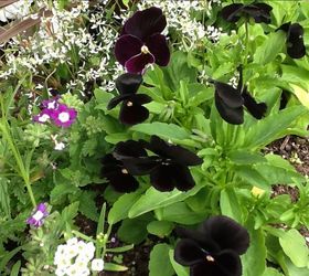 black pansy, gardening