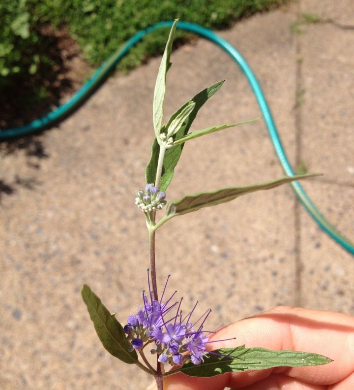 q anyone know this plant i ve got 2 in my garden so i must have planted them but i, flowers, gardening, close up of flower