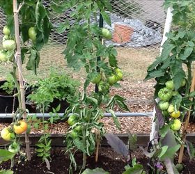 gardening vegetable fruit garden backyard, container gardening, gardening