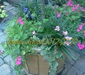 underplanting mix of annuals and perennials, flowers, gardening, hydrangea, perennials