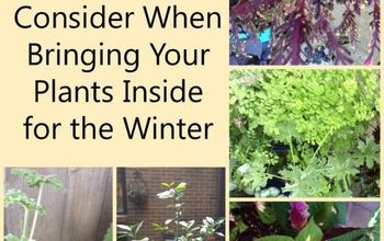  5 passos para trazer suas plantas para dentro de casa durante o inverno