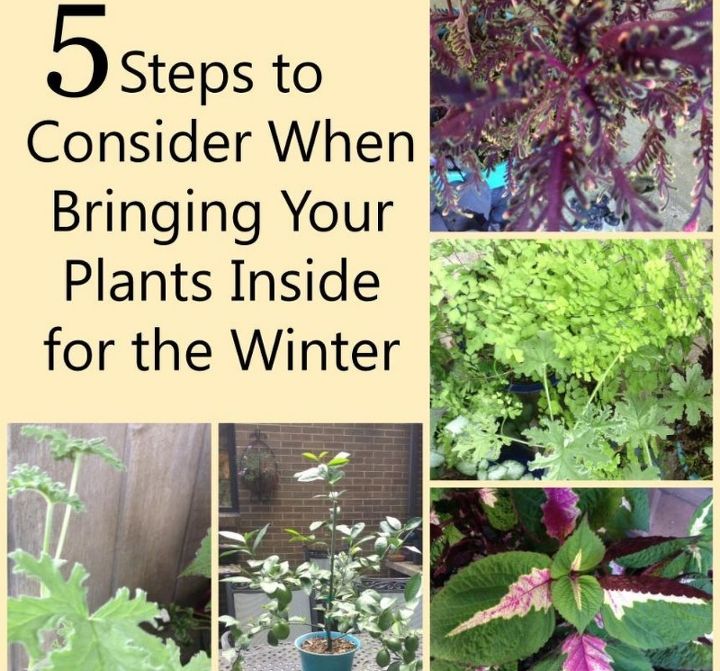5 pasos para introducir tus plantas en el interior durante el invierno