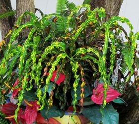 gardening tips croton red indian identifying, gardening, The leaves a long and curly