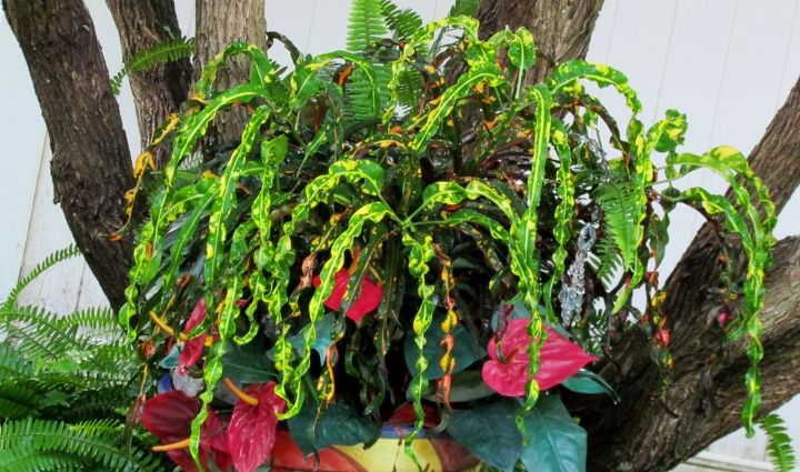 gardening tips croton red indian identifying, gardening, The leaves a long and curly
