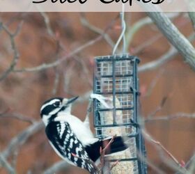 How To Make Suet For Birds Hometalk