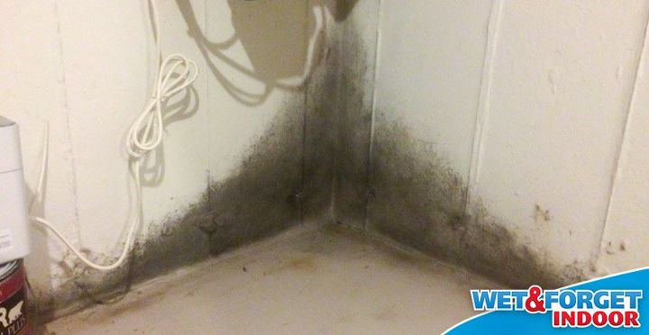 the 10 top things you need to know about mold in your home, cleaning tips, home decor