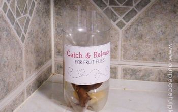 Catch & Release Fruit Fly Trap From Soda Bottle