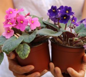 2 ways to root african violets from leaf cuttings, container gardening, flowers, gardening