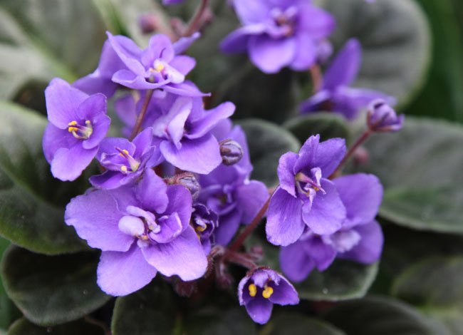 2 formas de enraizar violetas africanas a partir de esquejes de hojas