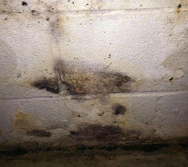 the legal issues surrounding toxic mold, cleaning tips
