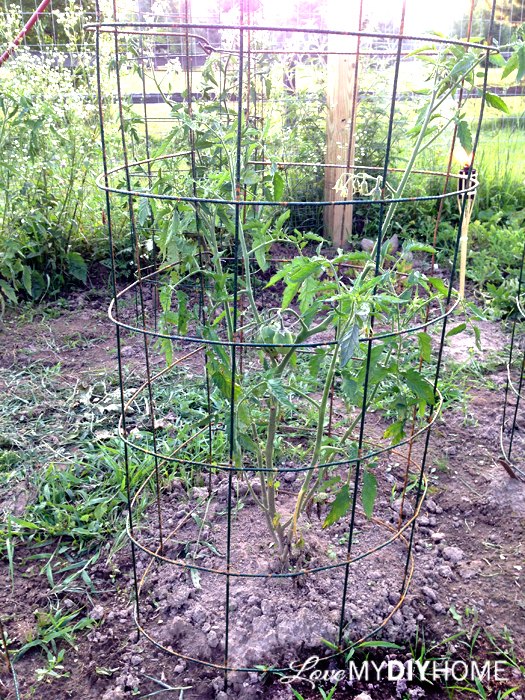 diy tomato cages save the maters, container gardening, gardening