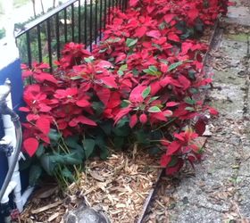 q poinsettia hedge in maitland florida, container gardening, flowers, gardening, plant care, Poinsettia Hedge in Central Florida