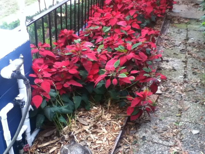 q poinsettia hedge in maitland florida, container gardening, flowers, gardening, plant care, Poinsettia Hedge in Central Florida