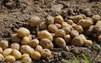  Como cultivar batatas