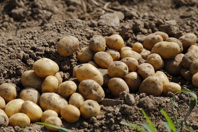 como cultivar patatas